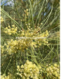 Acacia harveyi
