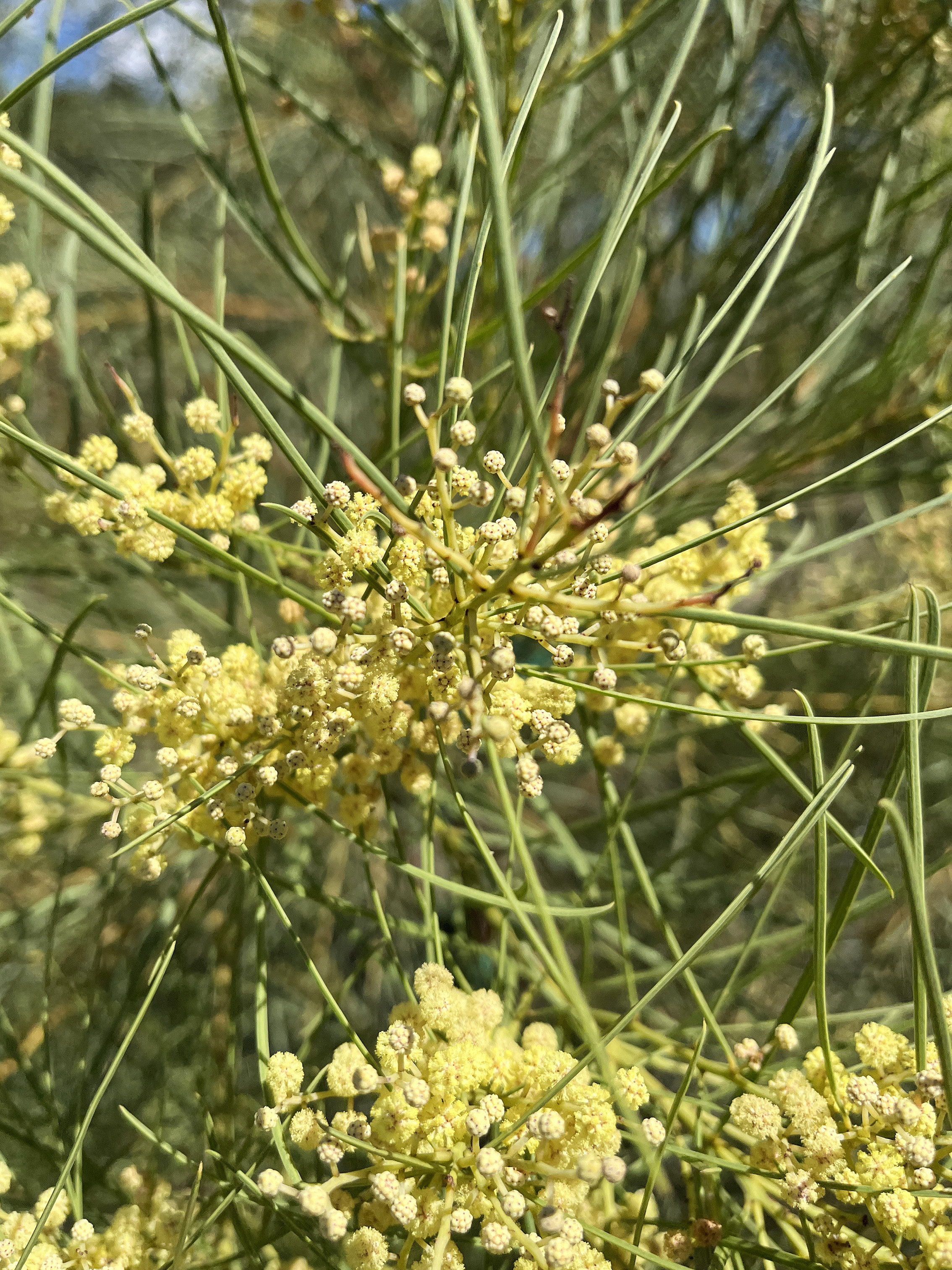Acacia harveyi