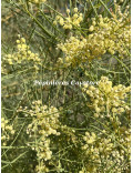 Acacia harveyi