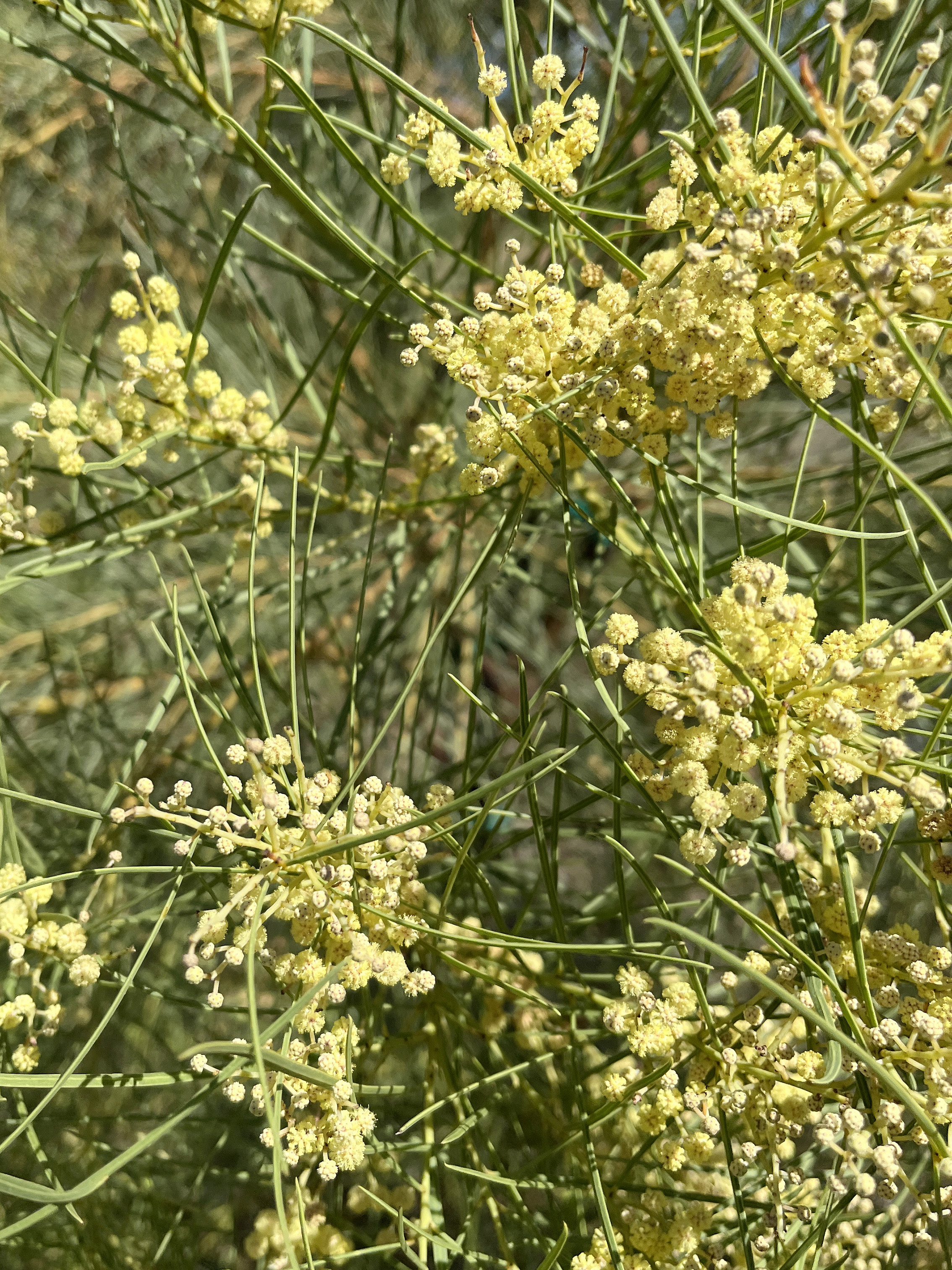 Acacia harveyi