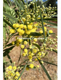 Acacia retinodes 'Impérial'