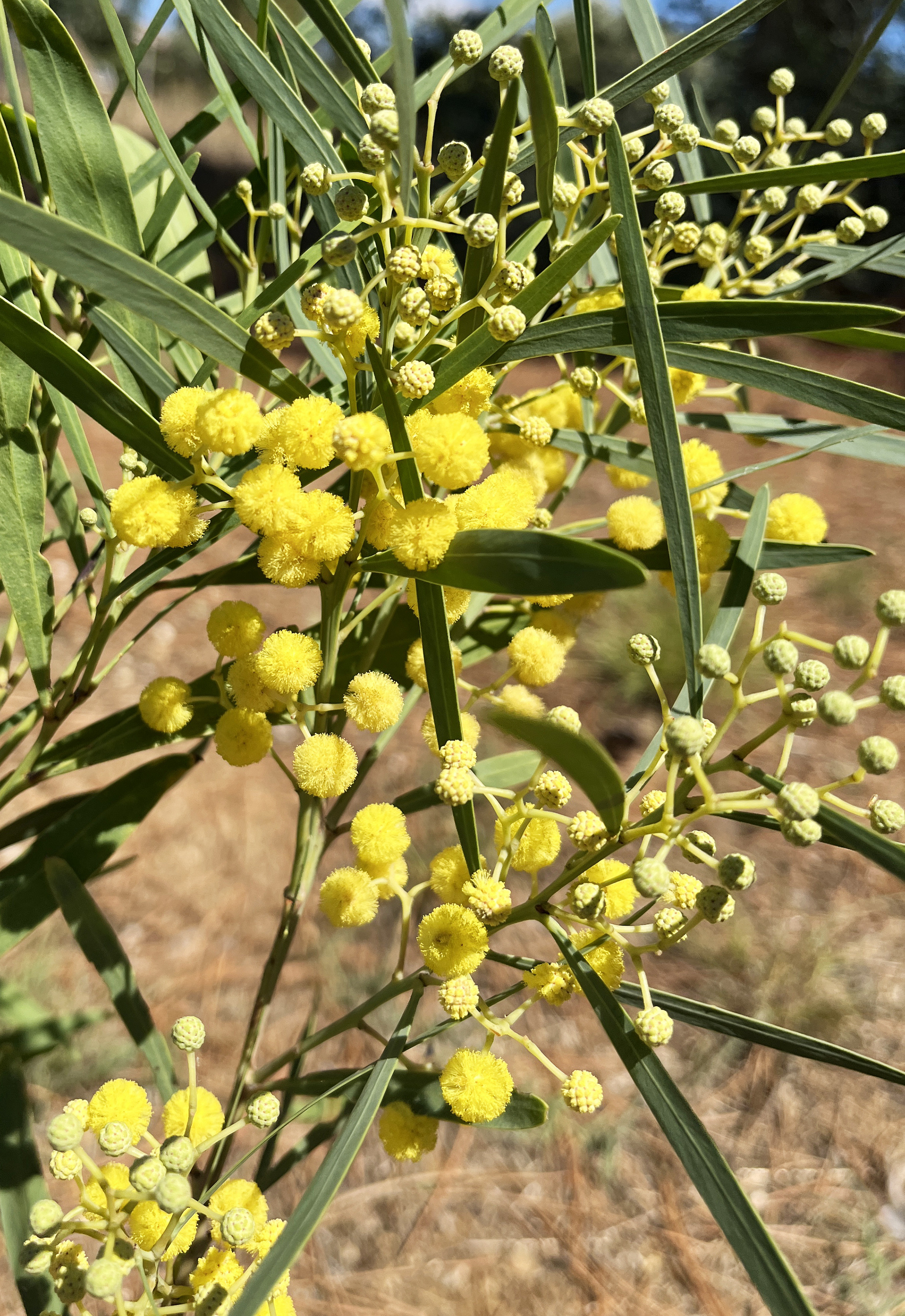 Acacia retinodes 'Super Lisette'