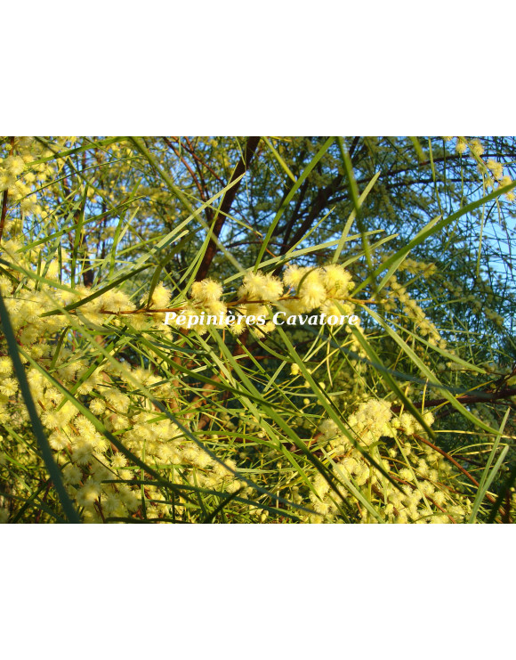 Acacia cognata