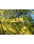 Acacia cognata