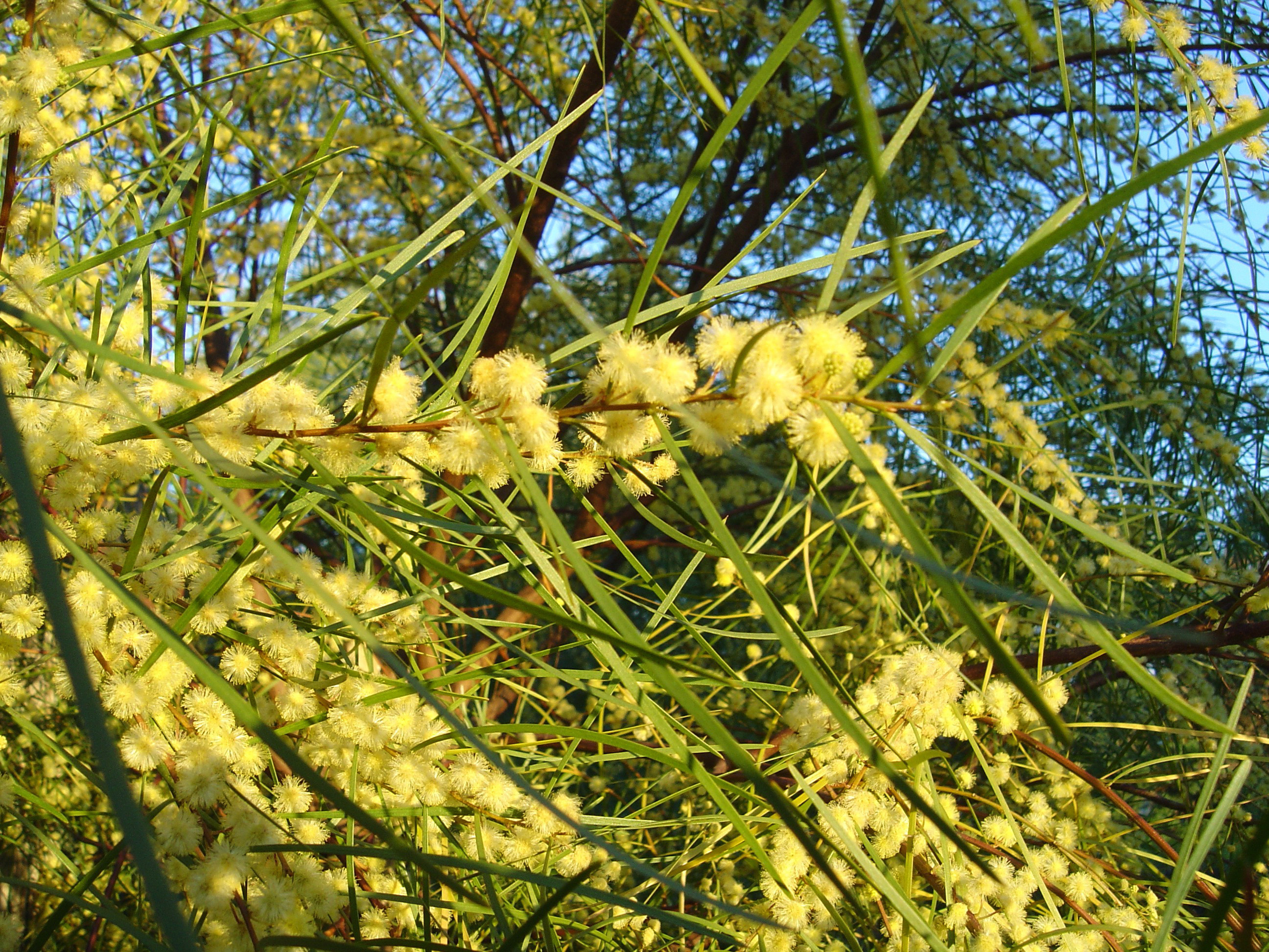 Acacia cognata