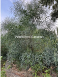 Acacia saligna syn. cyanophylla