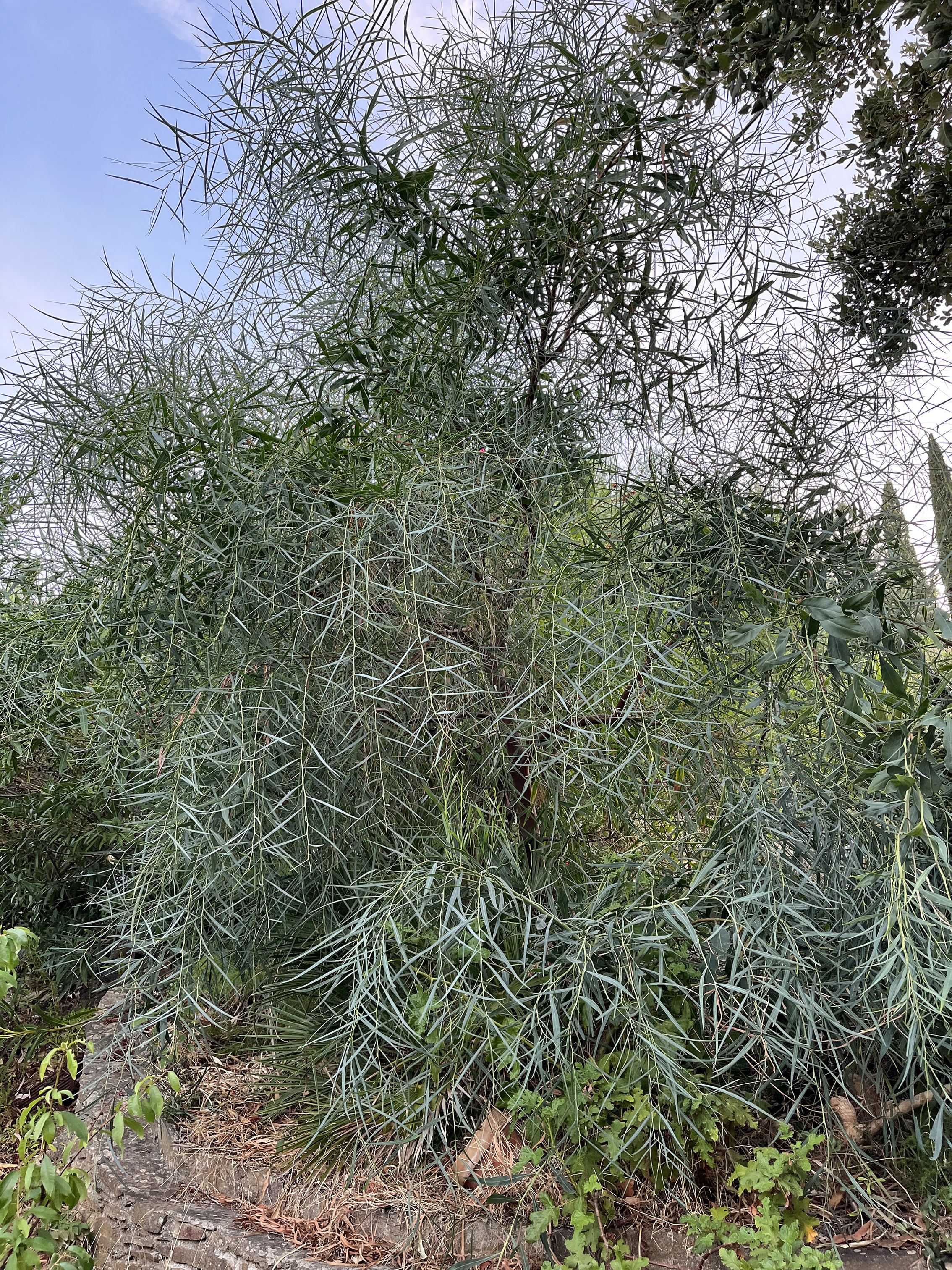 Acacia saligna syn. cyanophylla