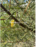Acacia aneura