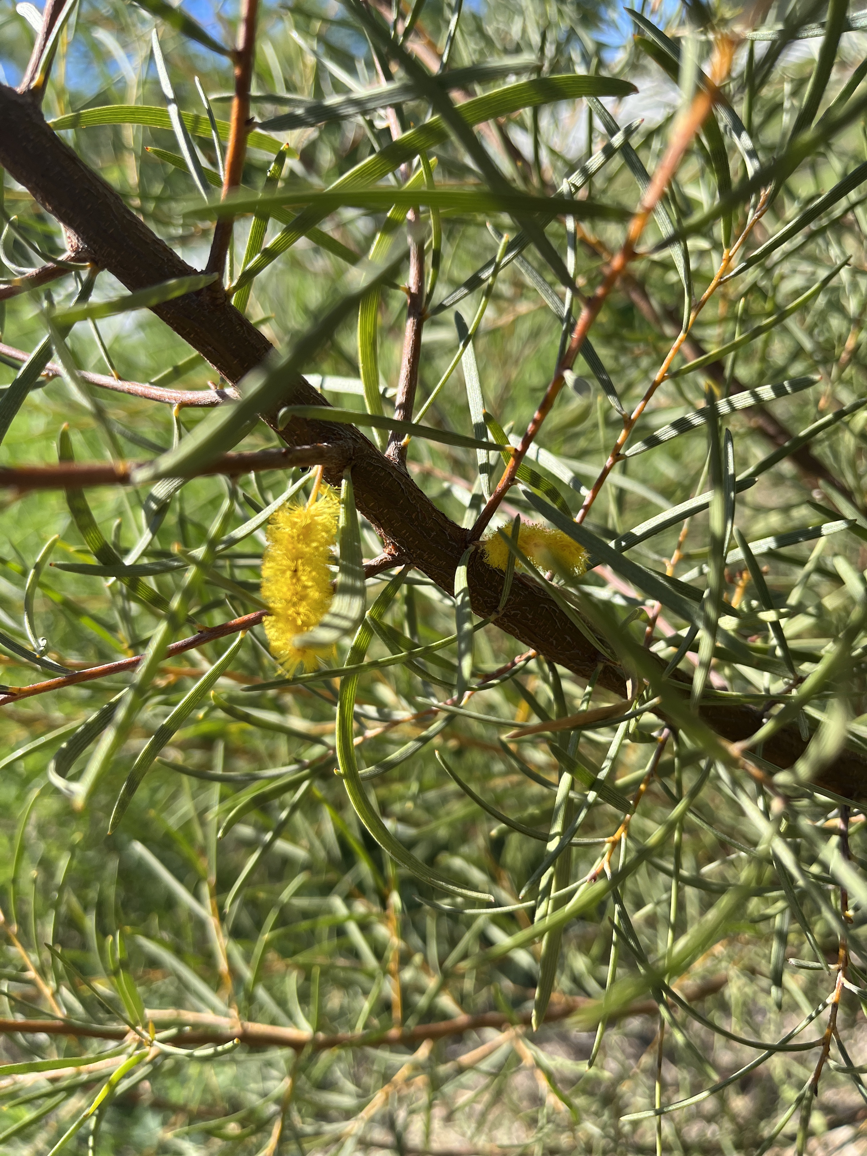 Acacia aneura