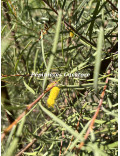 Acacia aneura