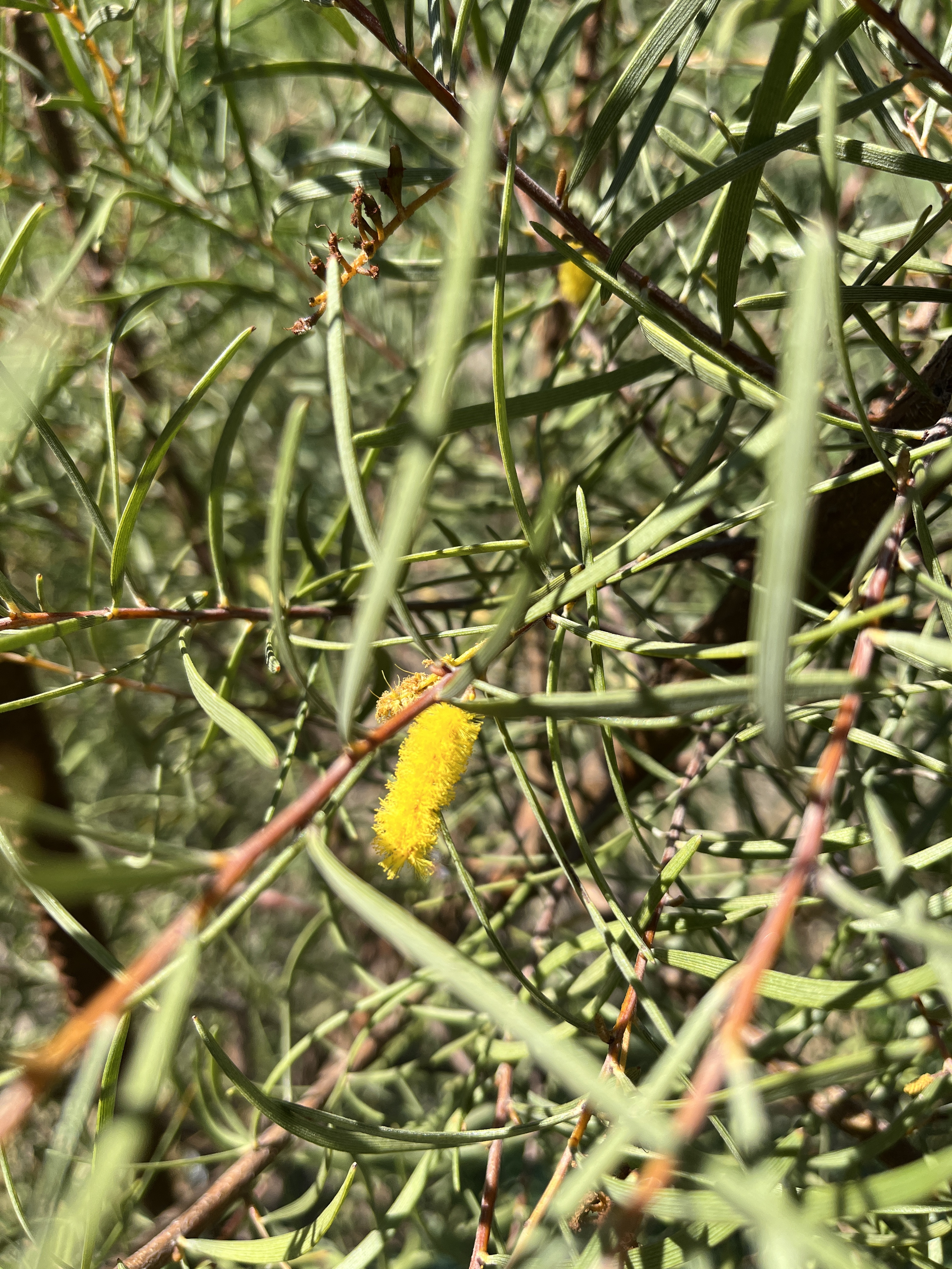 Acacia aneura