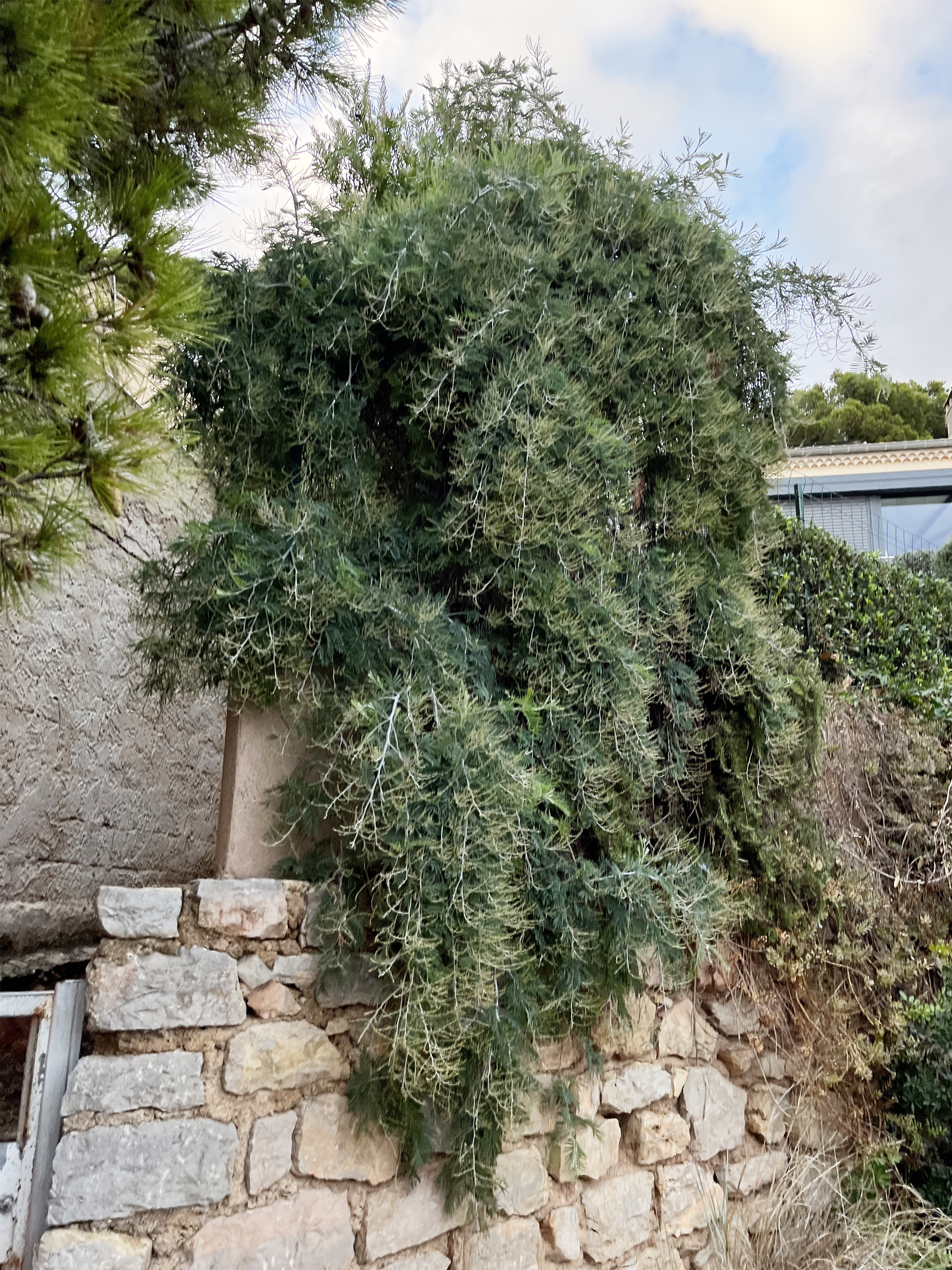 Acacia dealbata 'Pendula' couvre sol