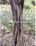 Acacia cupularis