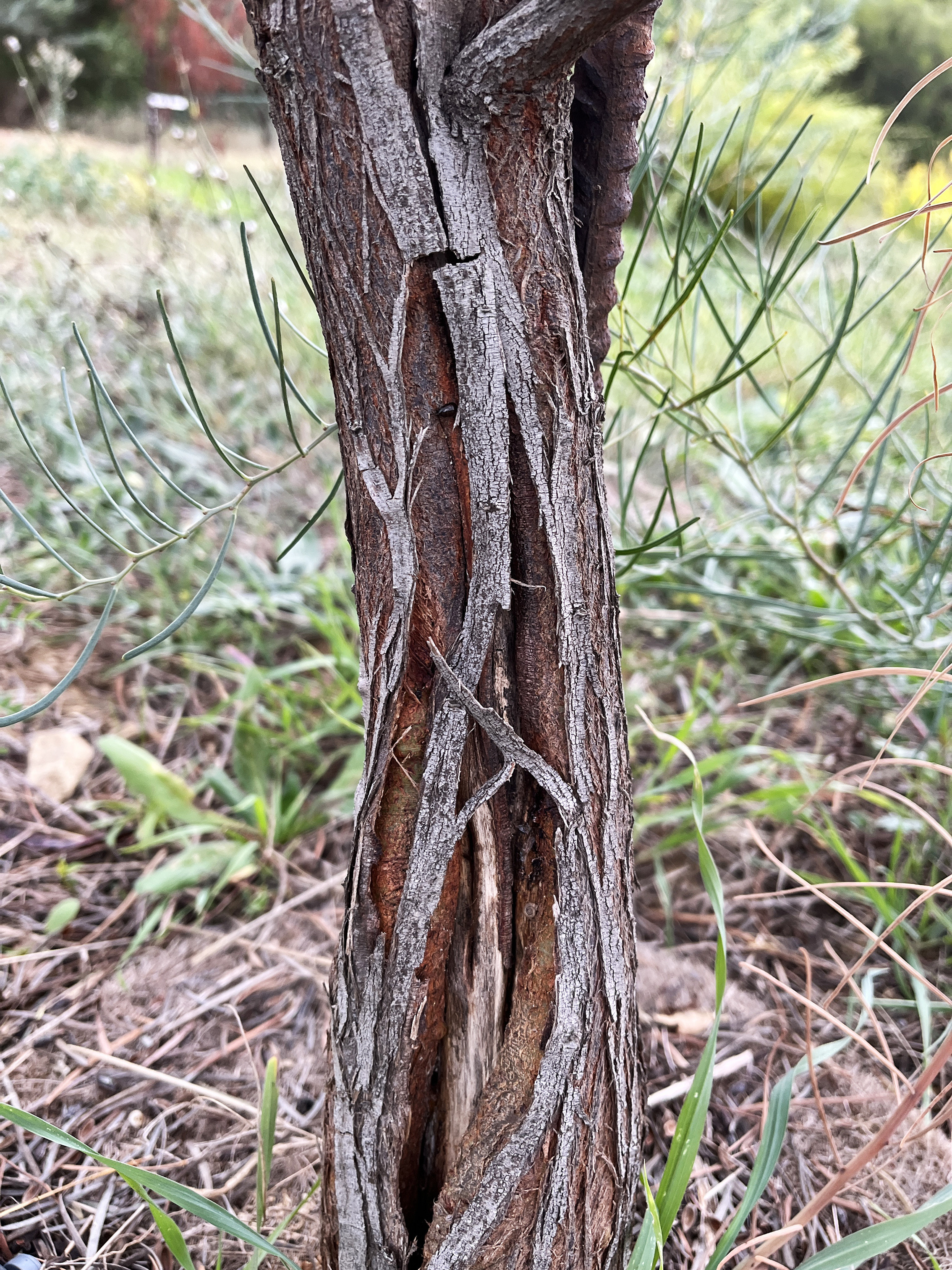 Acacia cupularis