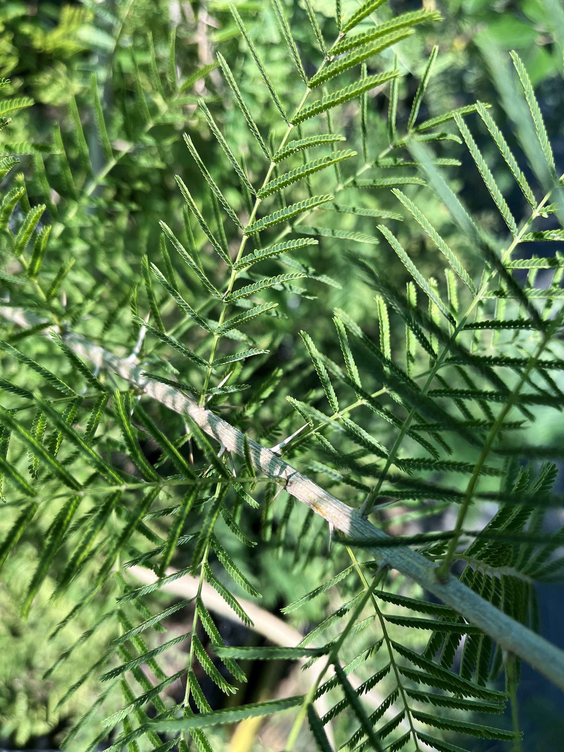 Acacia davyi