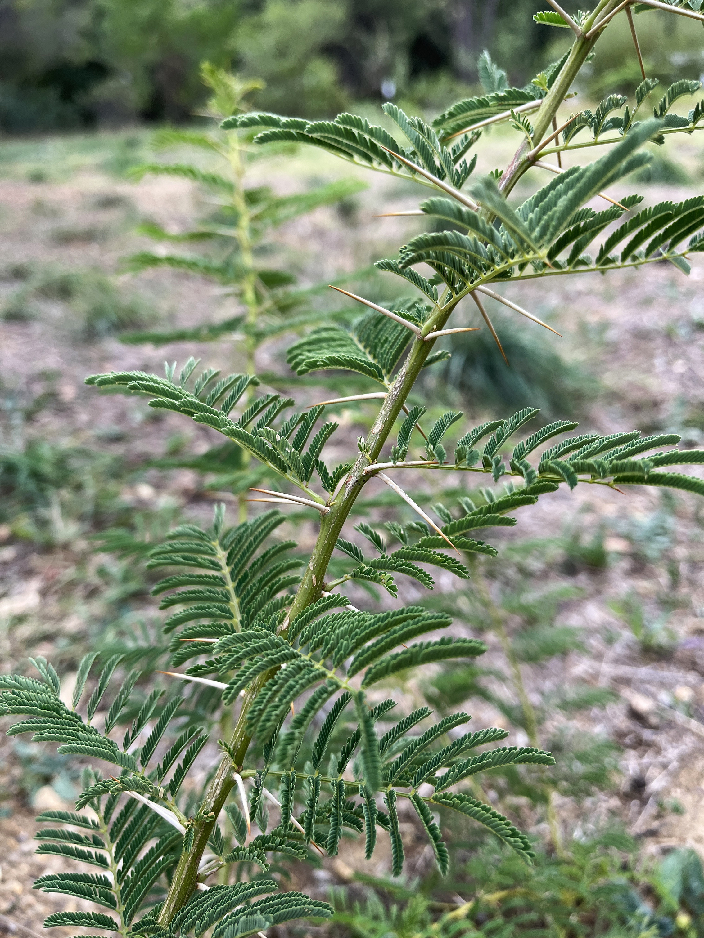 Acacia davyi