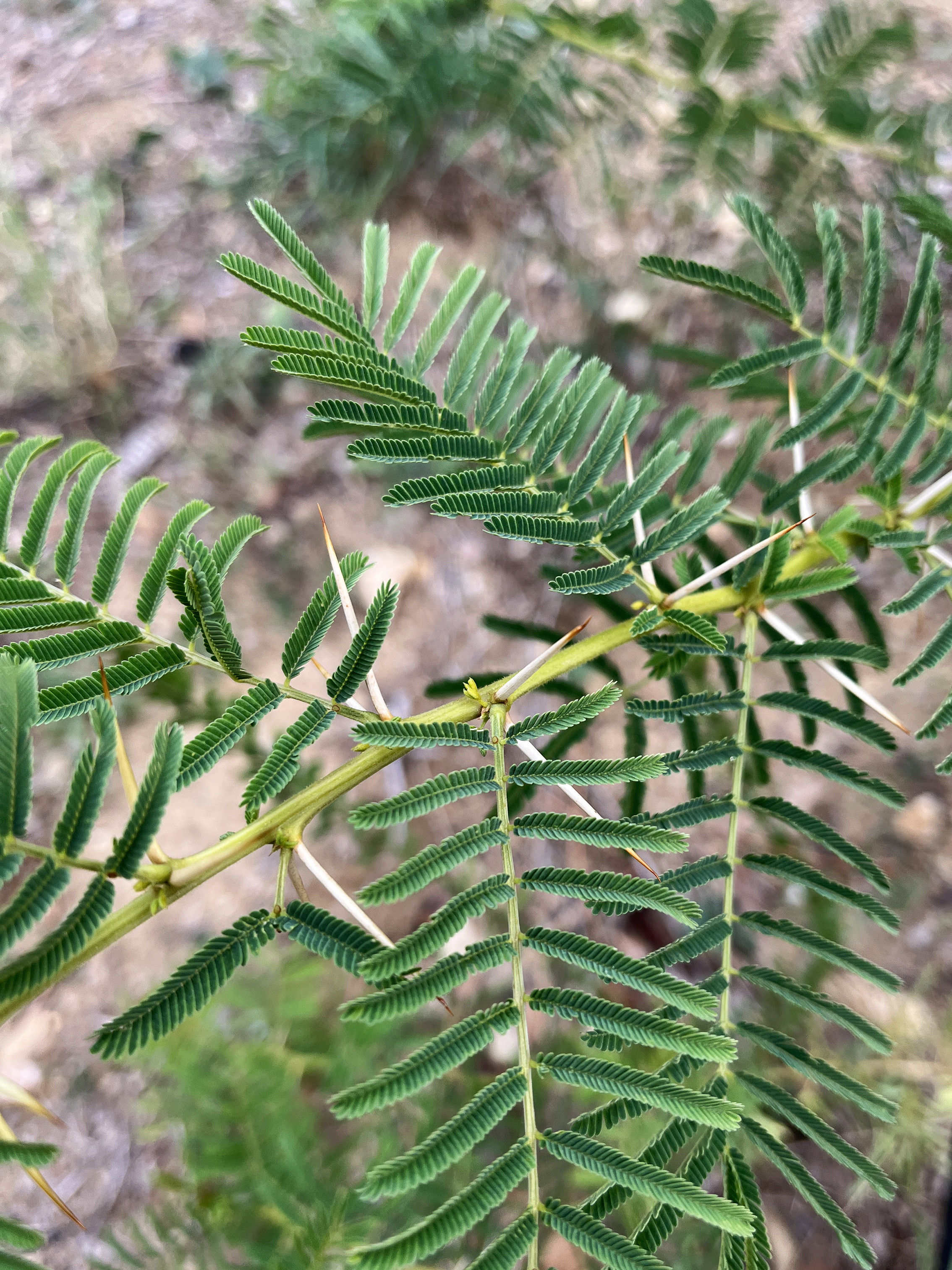 Acacia davyi