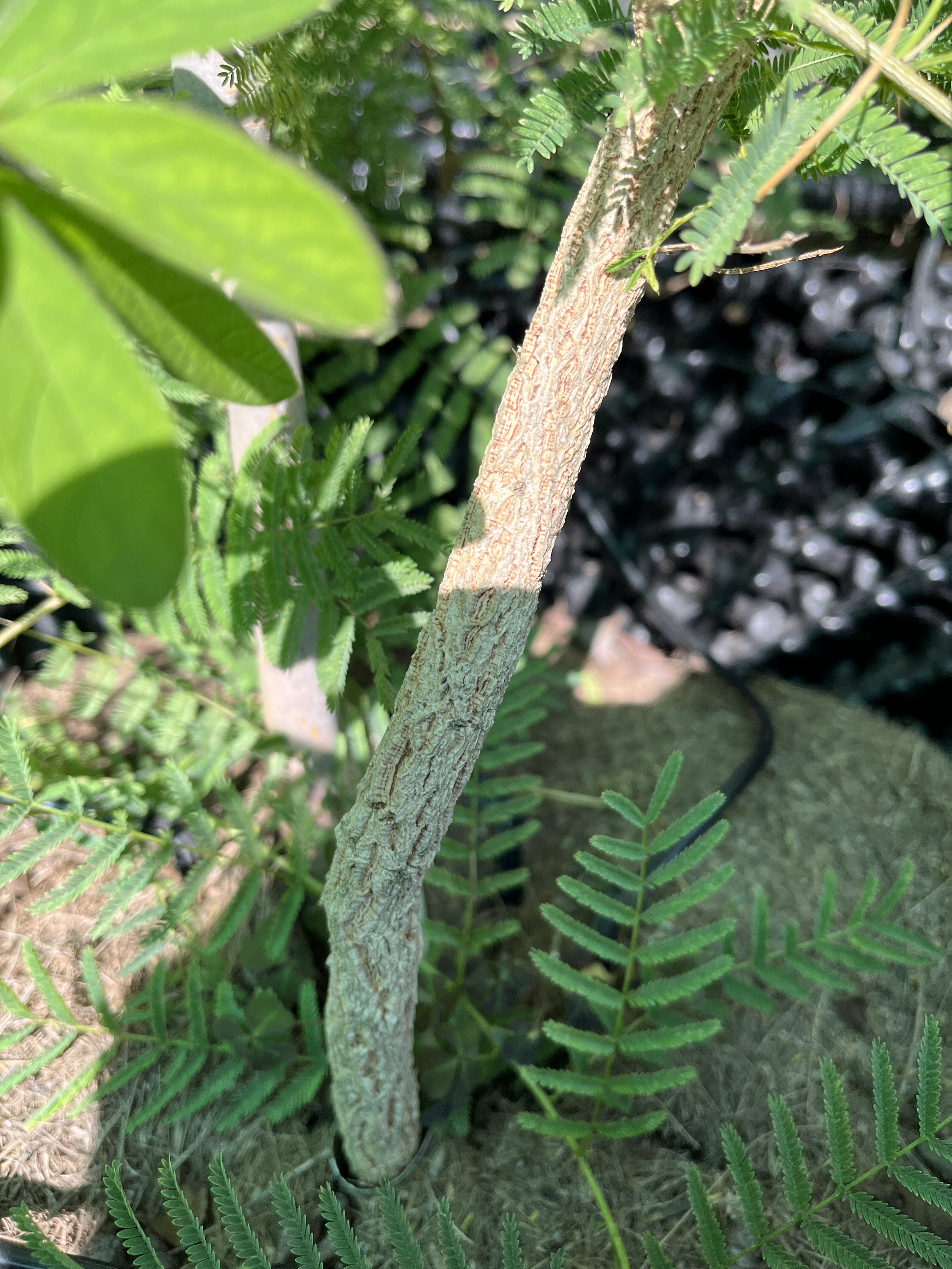 Acacia davyi