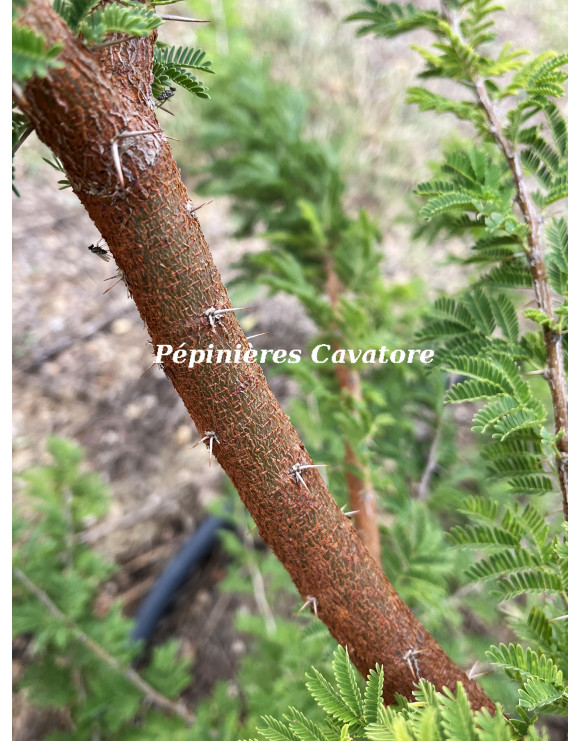 Acacia gerrardii
