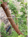 Acacia gerrardii