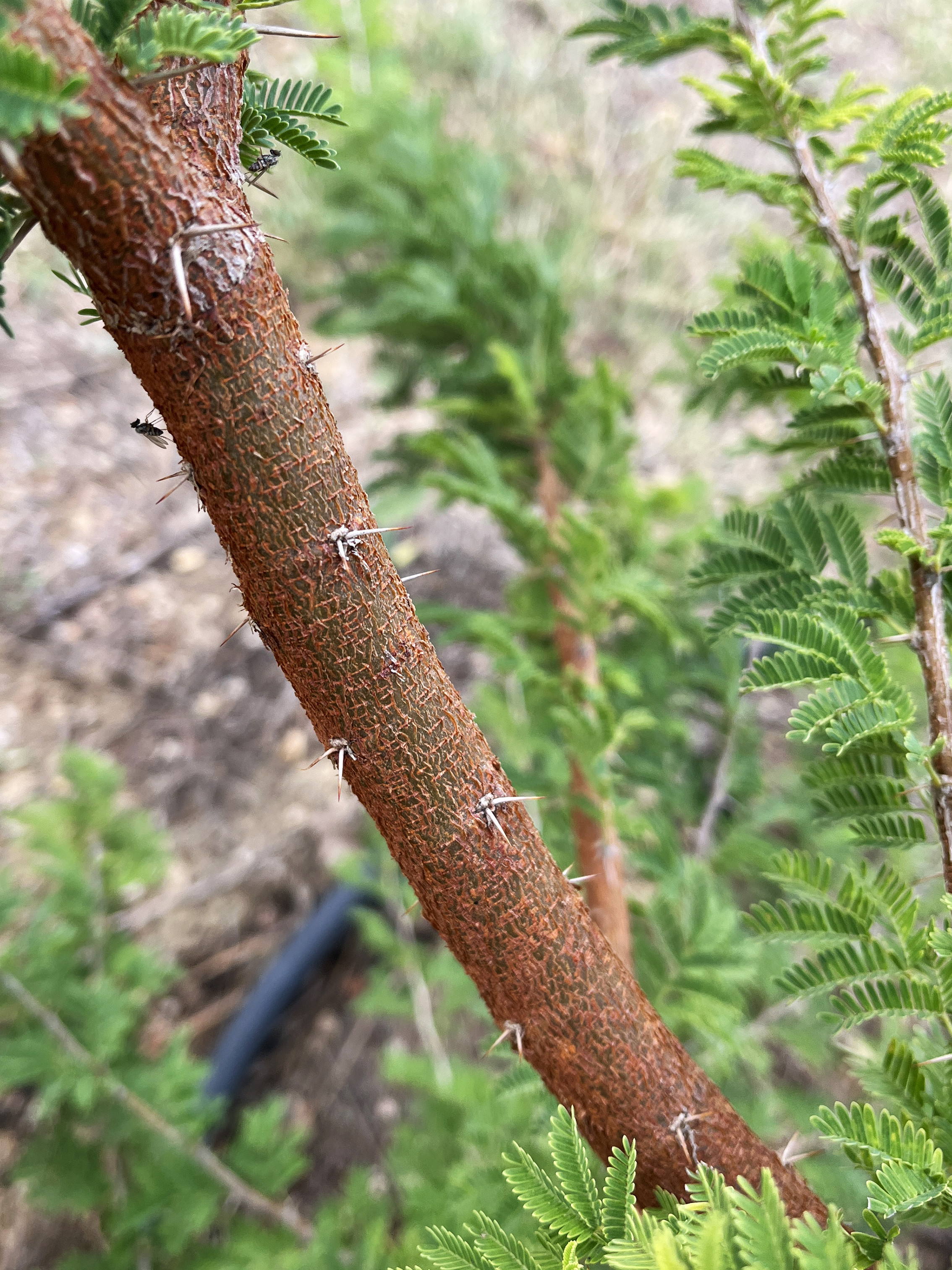 Acacia gerrardii
