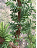 Acacia gerrardii