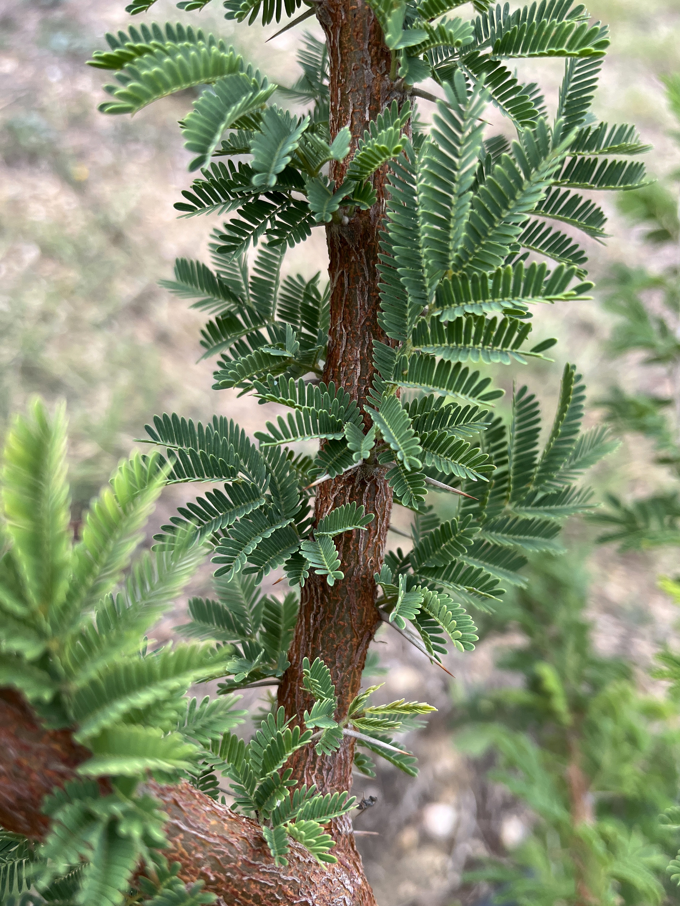Acacia gerrardii