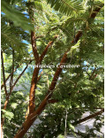 Acacia gerrardii