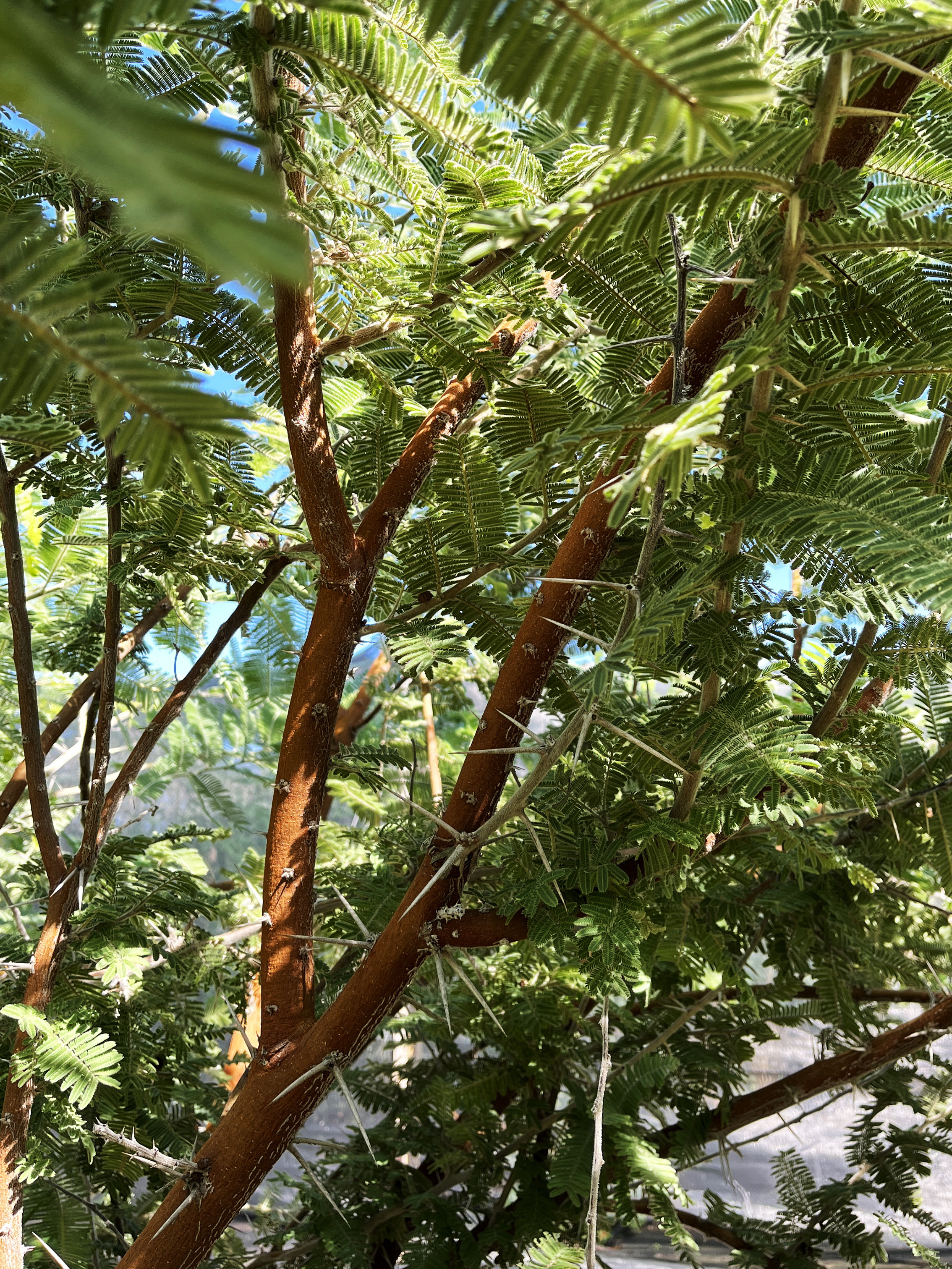 Acacia gerrardii