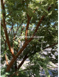 Acacia gerrardii
