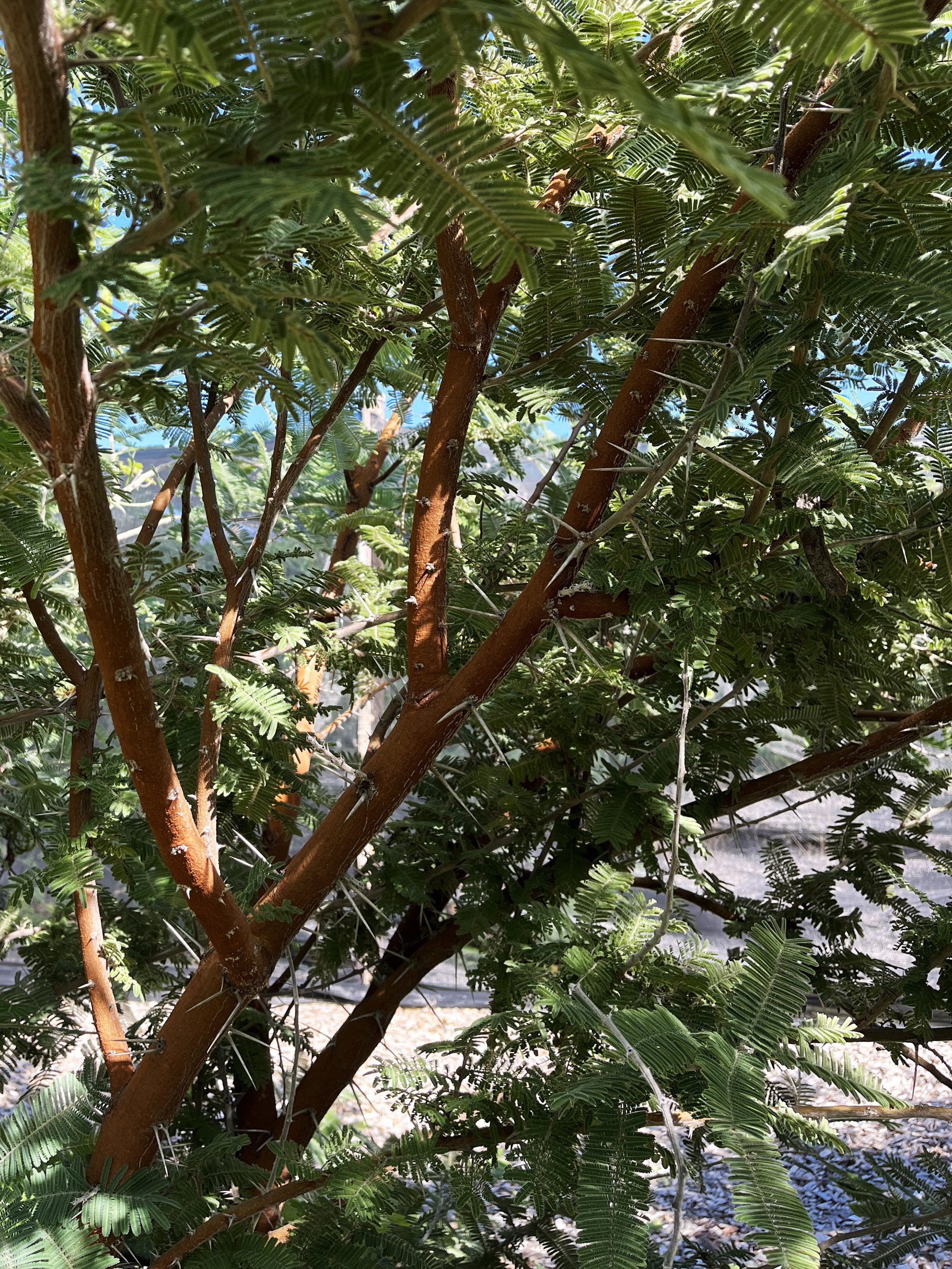 Acacia gerrardii