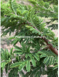 Acacia gerrardii