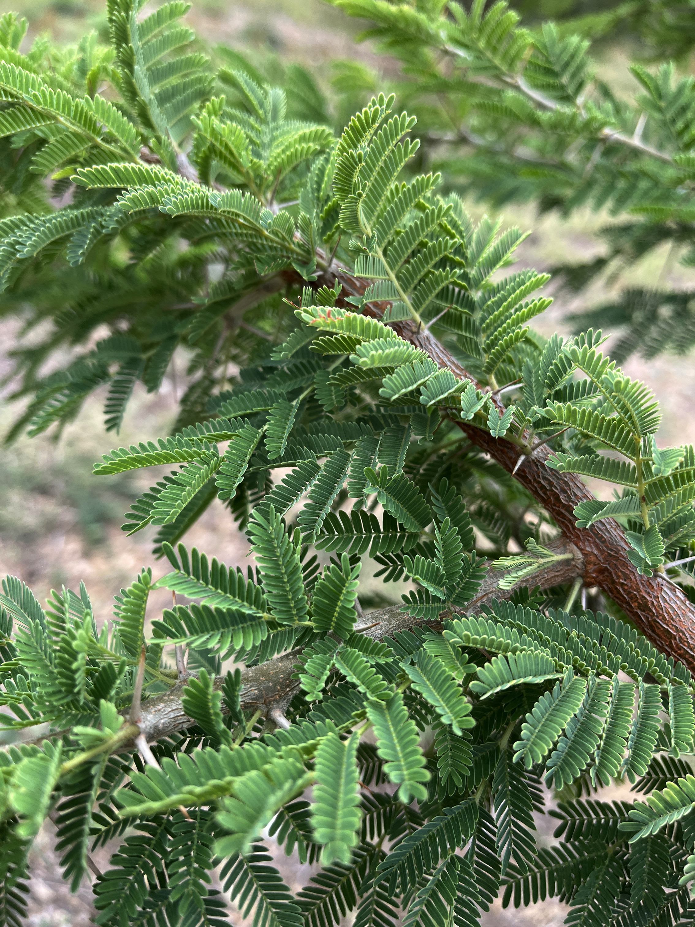 Acacia gerrardii