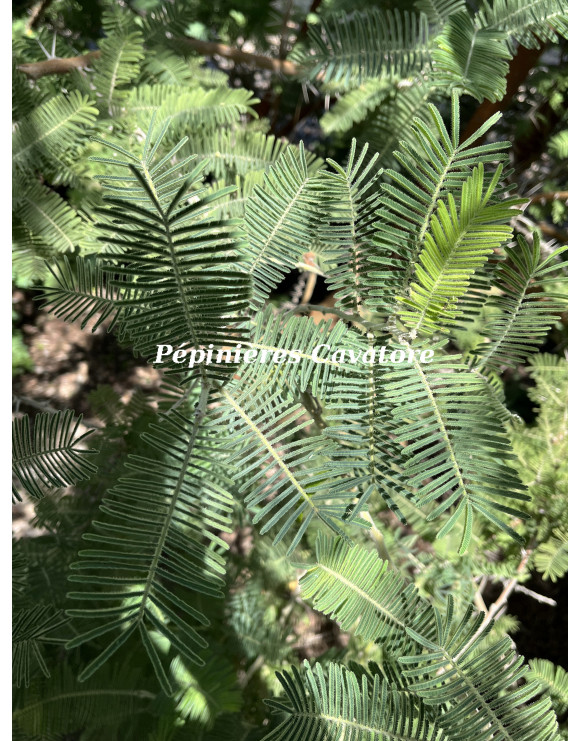 Acacia gerrardii