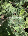 Acacia gerrardii