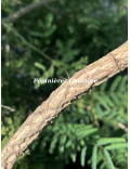 Acacia davyi