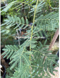 Acacia davyi