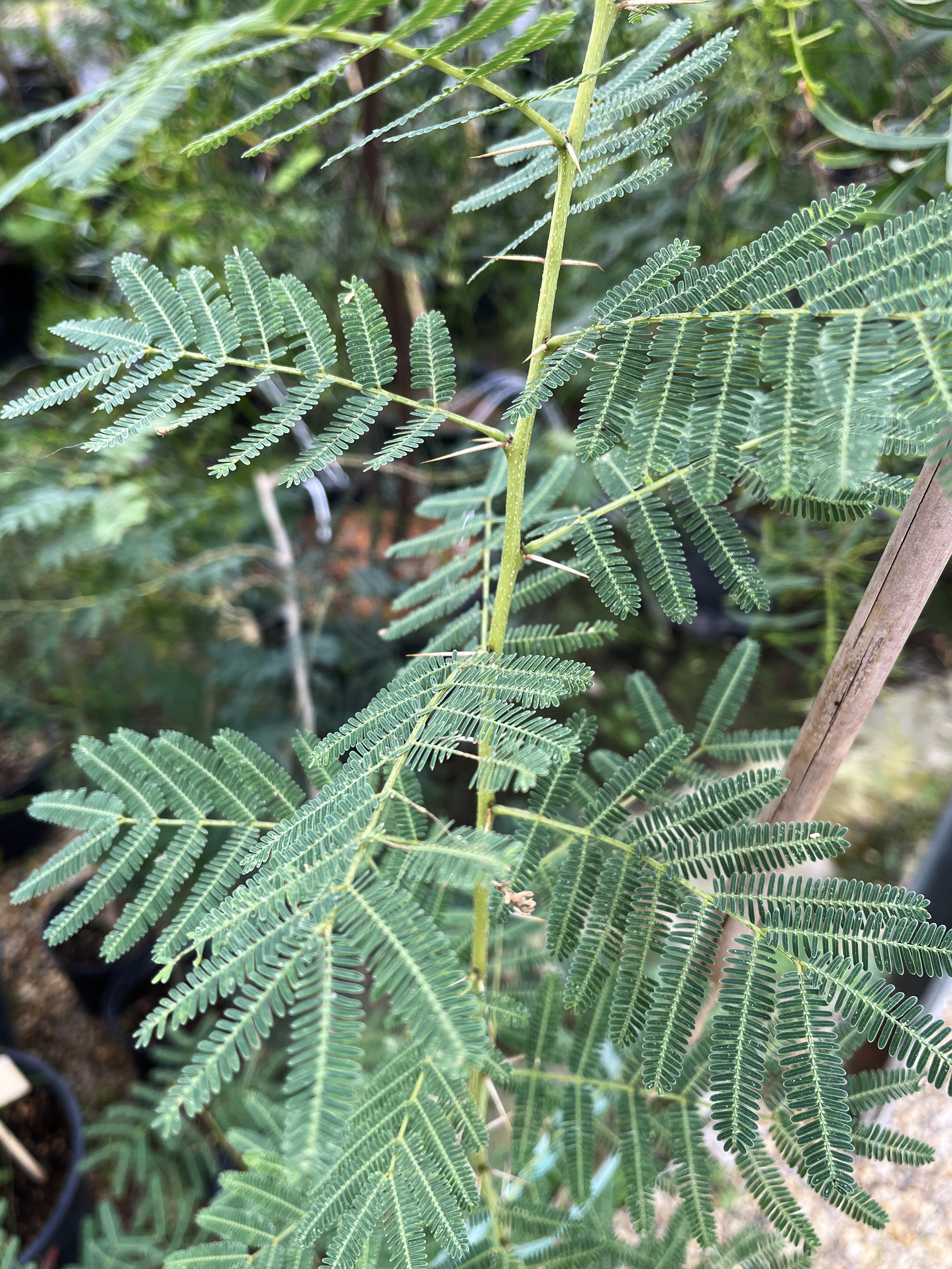 Acacia davyi