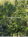 Acacia dictyoneura