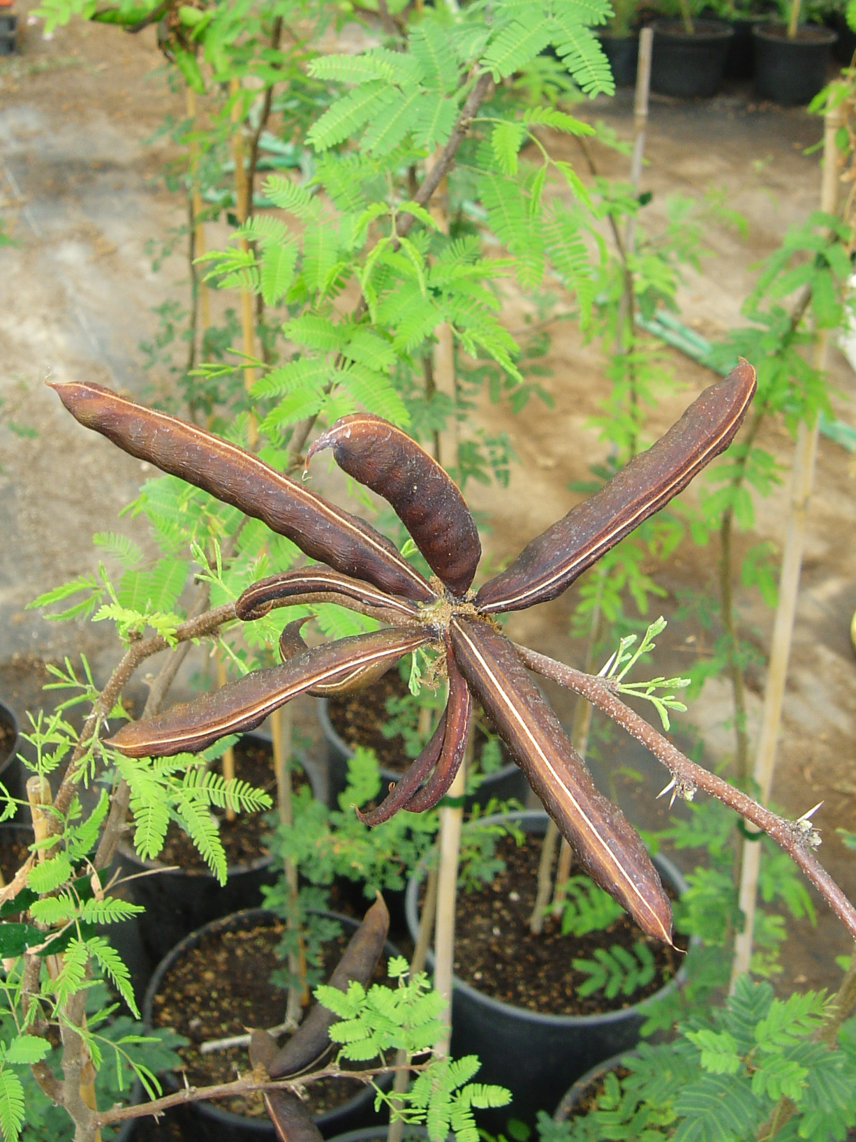 Acacia farnesiana