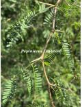 Acacia farnesiana