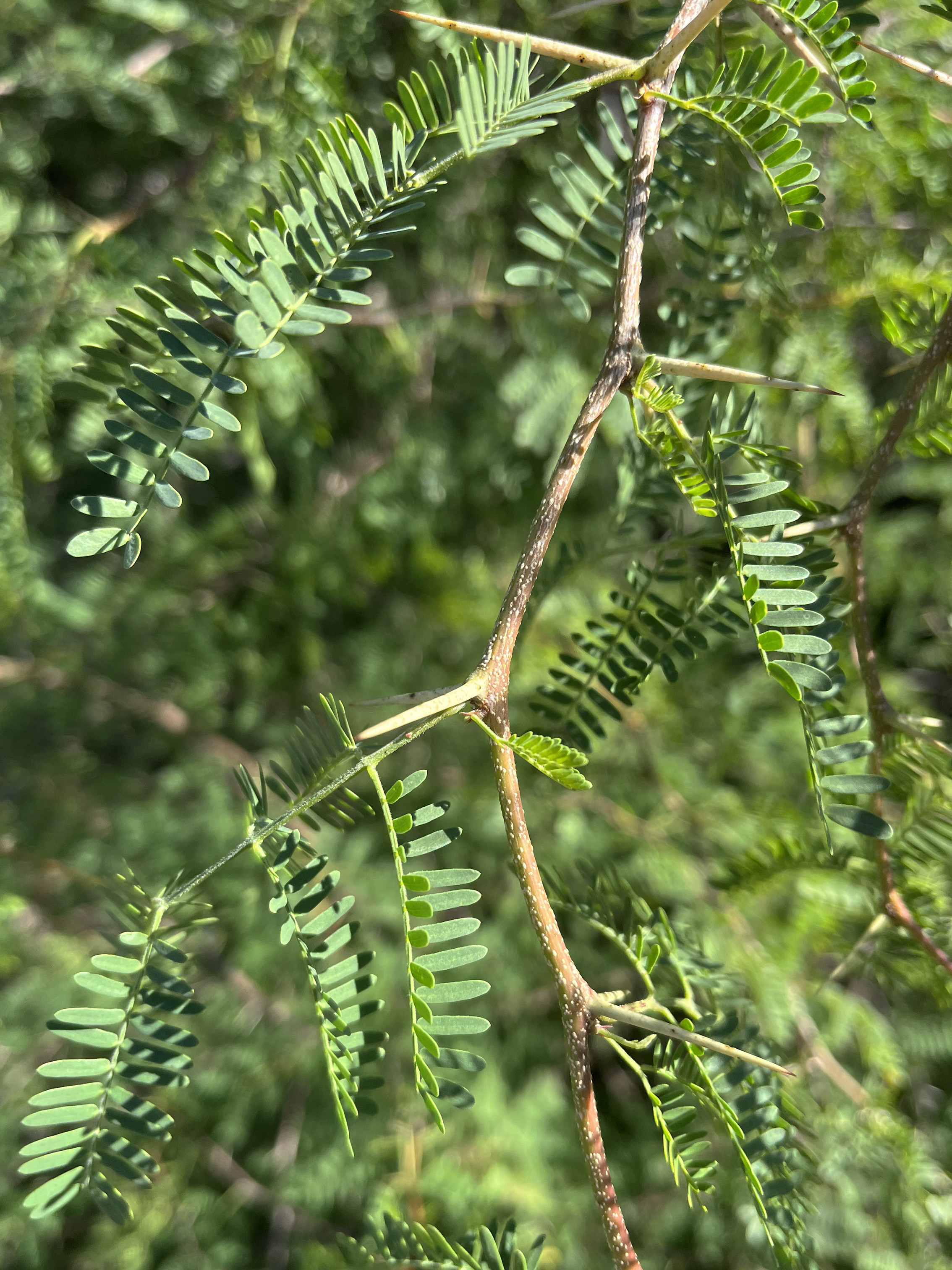 Acacia farnesiana