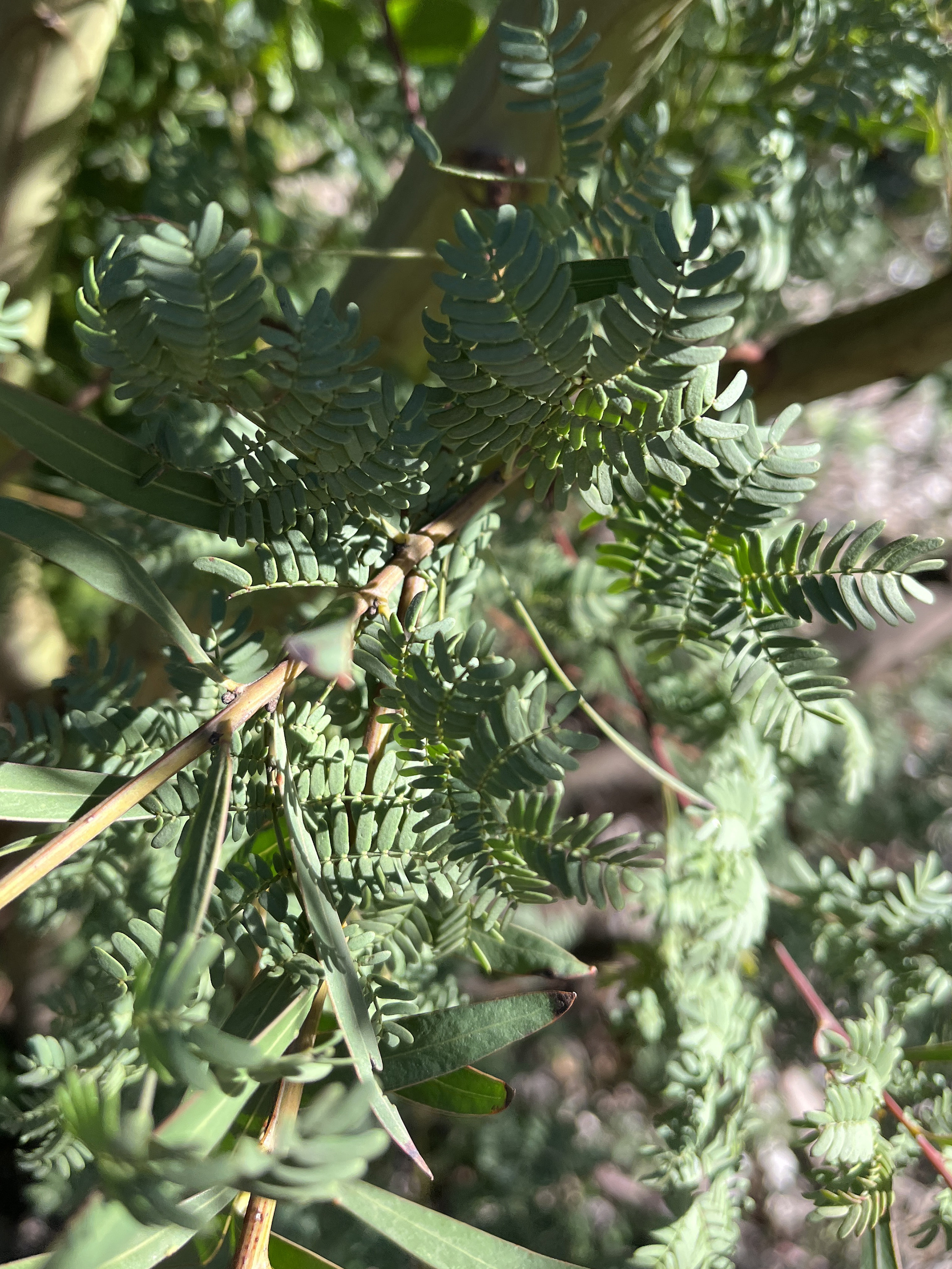 Acacia rubida