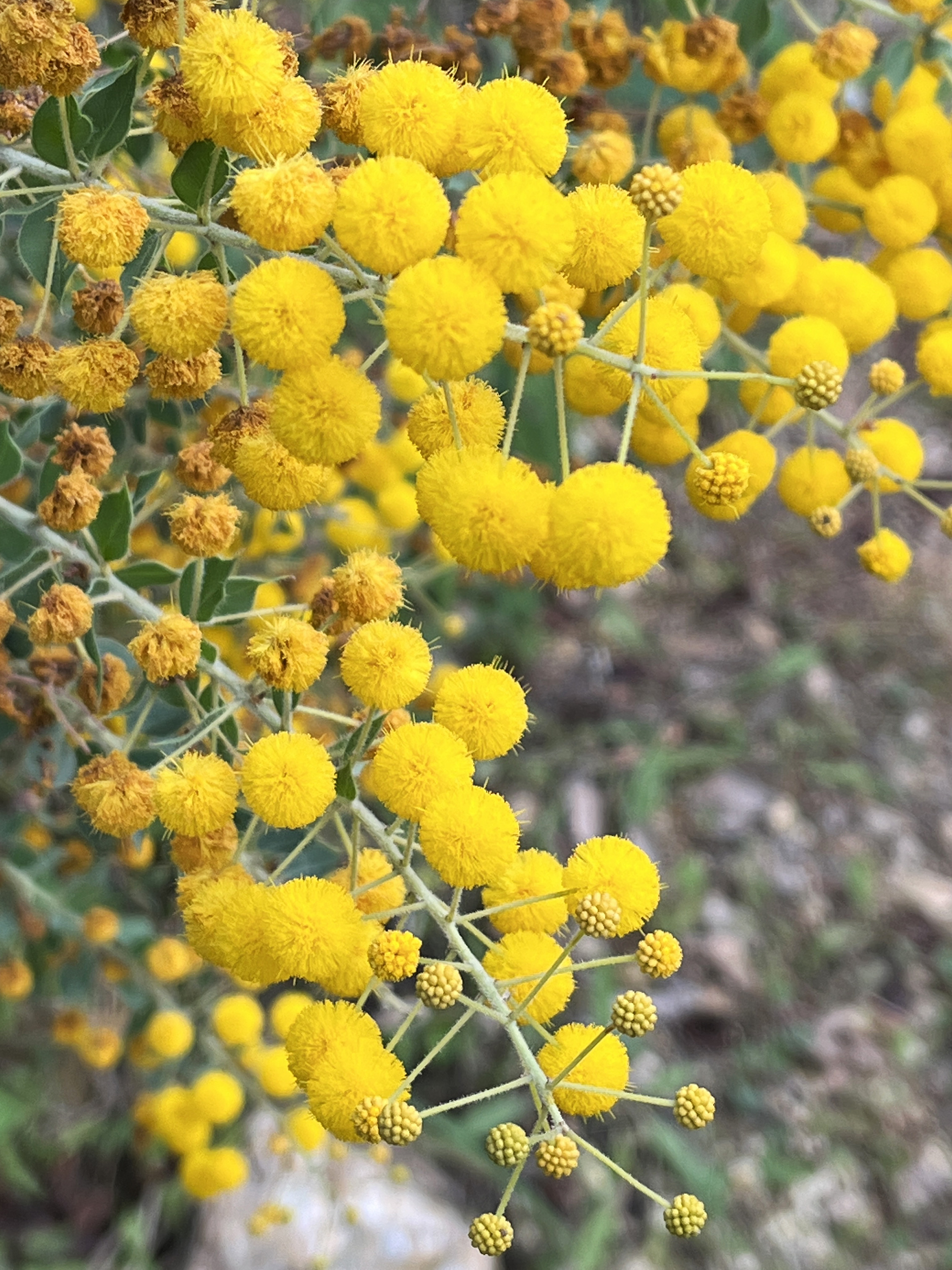 Acacia uncinata