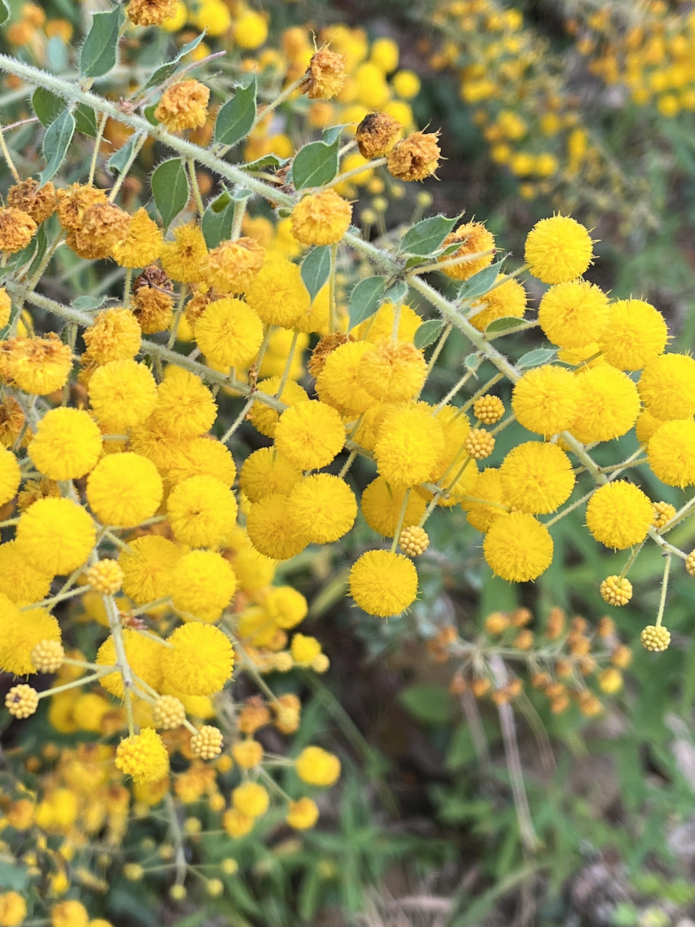 Acacia uncinata