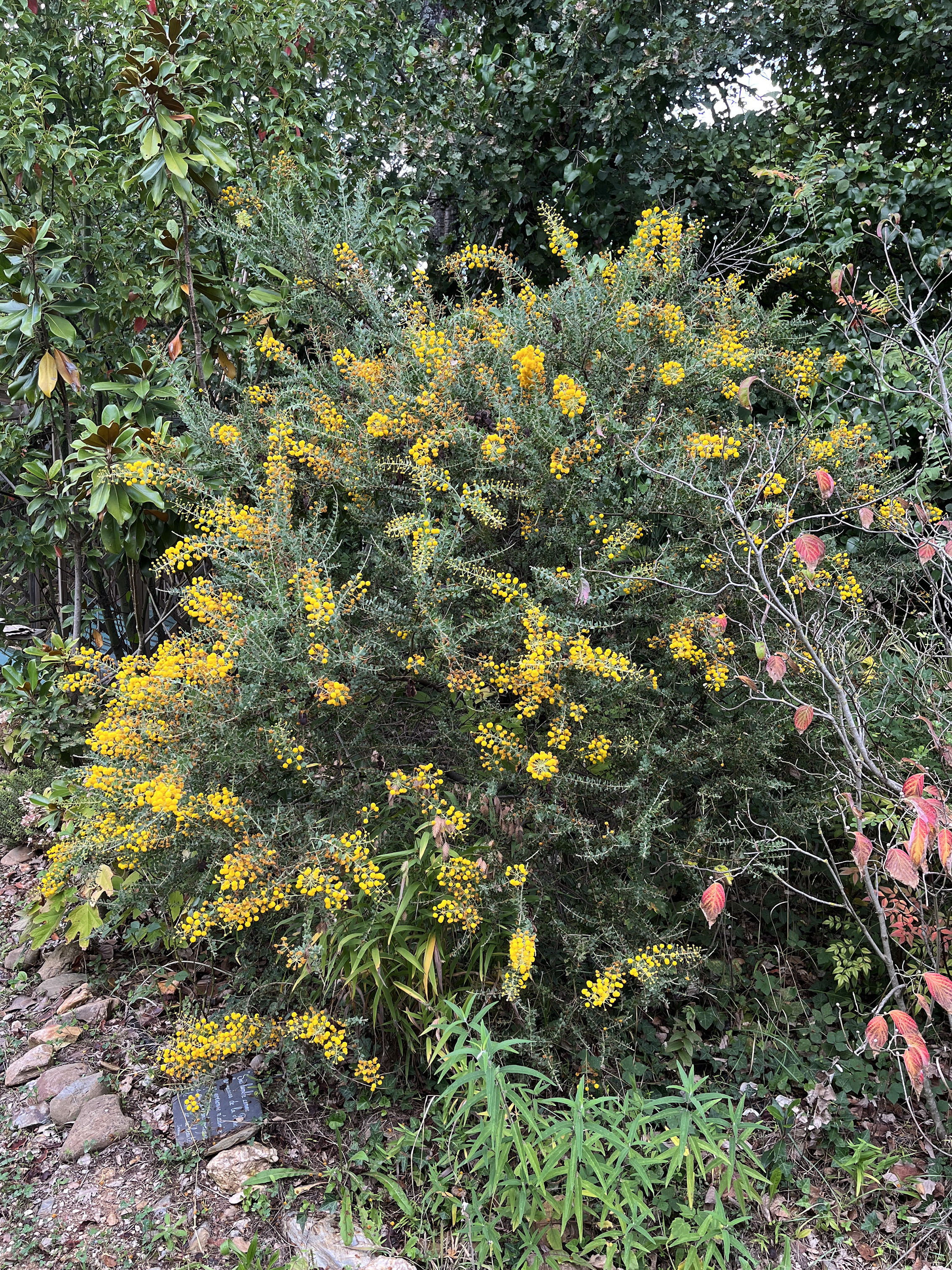 Acacia uncinata