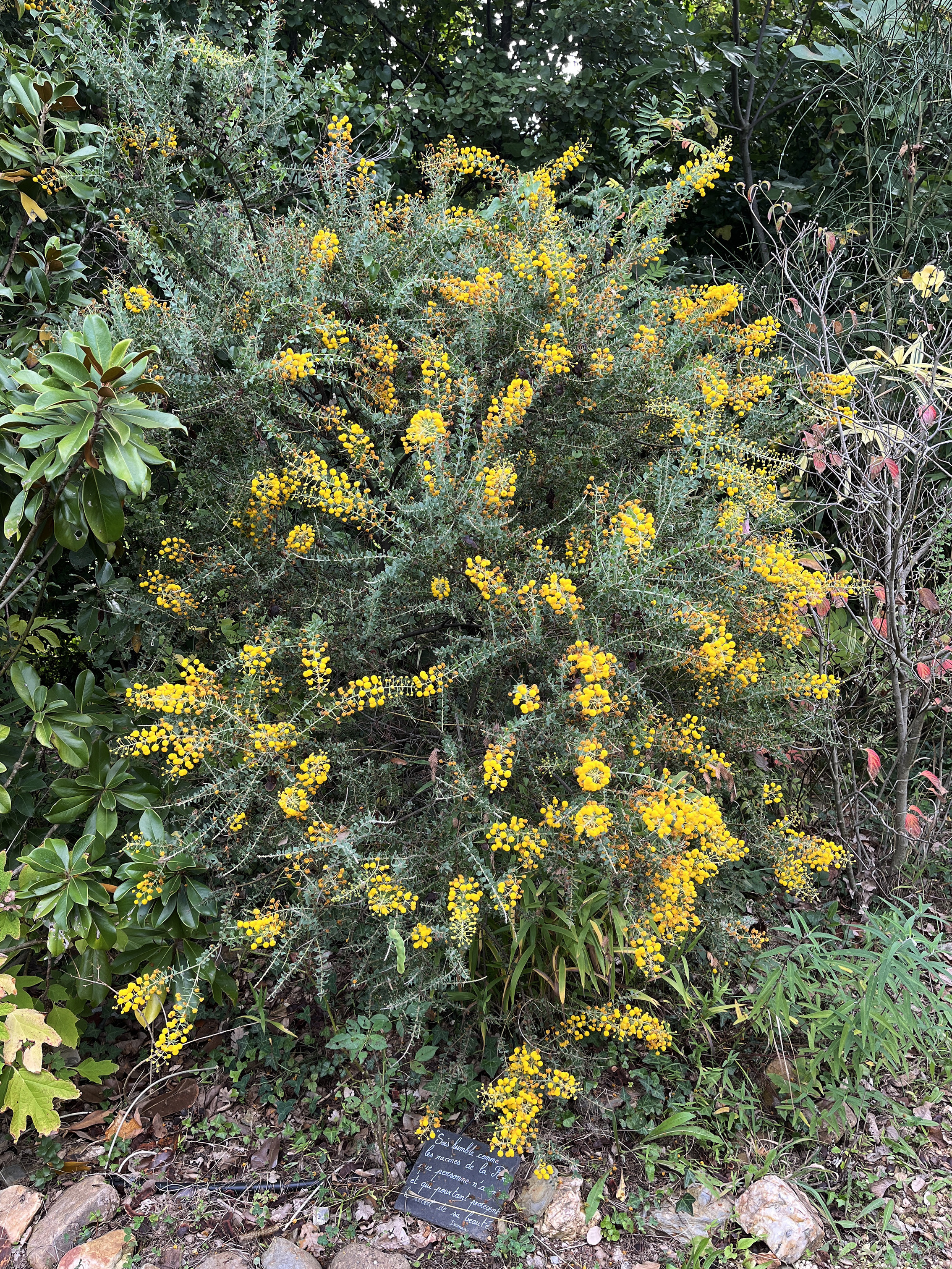 Acacia uncinata