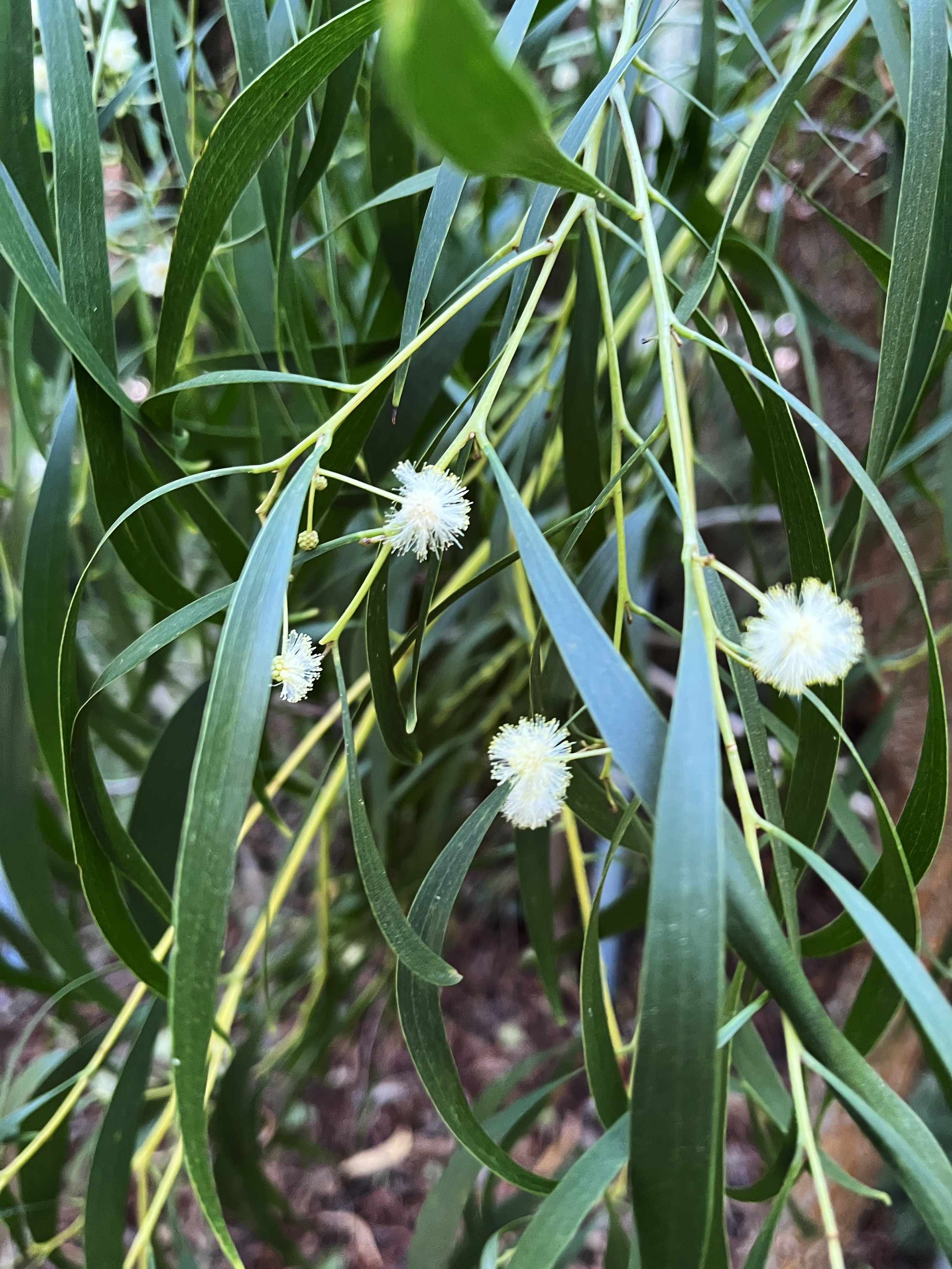 Acacia implexa