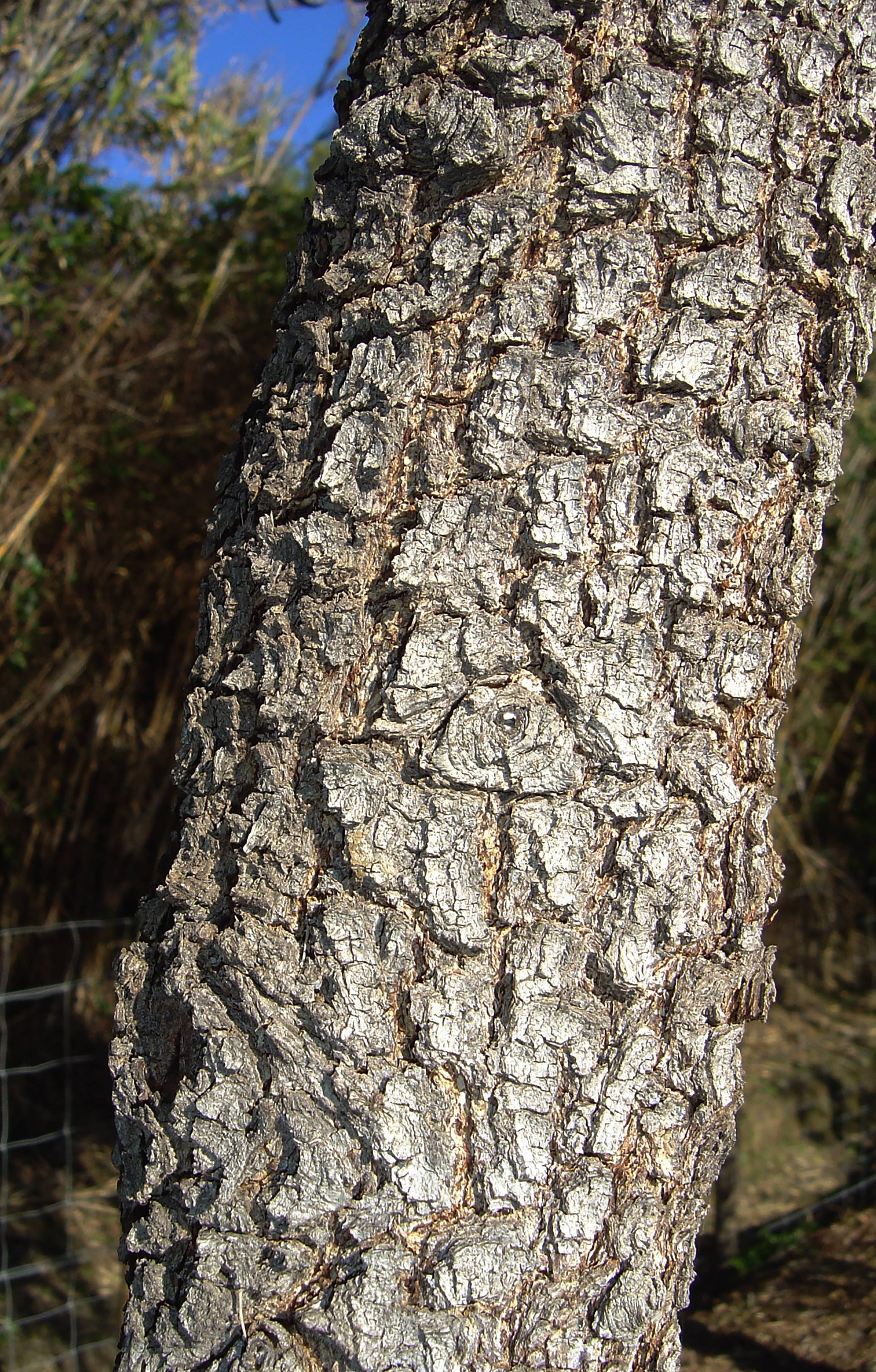 Acacia implexa