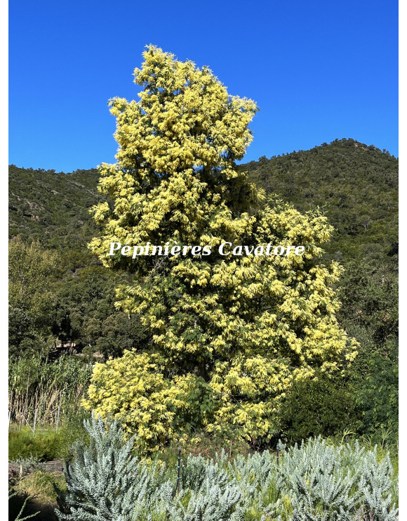 Acacia glaucocarpa